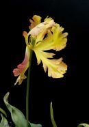 Tulip 4